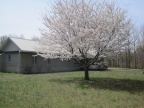 Cherry Tree in our front yard and home pic