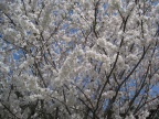 Blooms on the ornamental cherry
